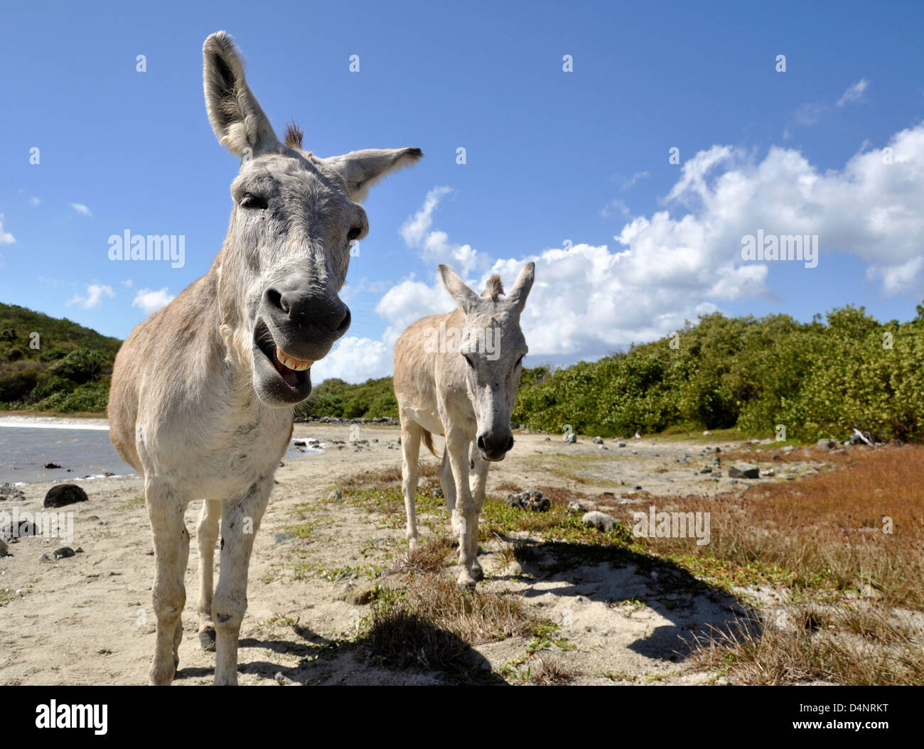 Feral burros at Salt Pond, Virgin Islands National Park, St. John, U.S. Virgin Islands. Stock Photo