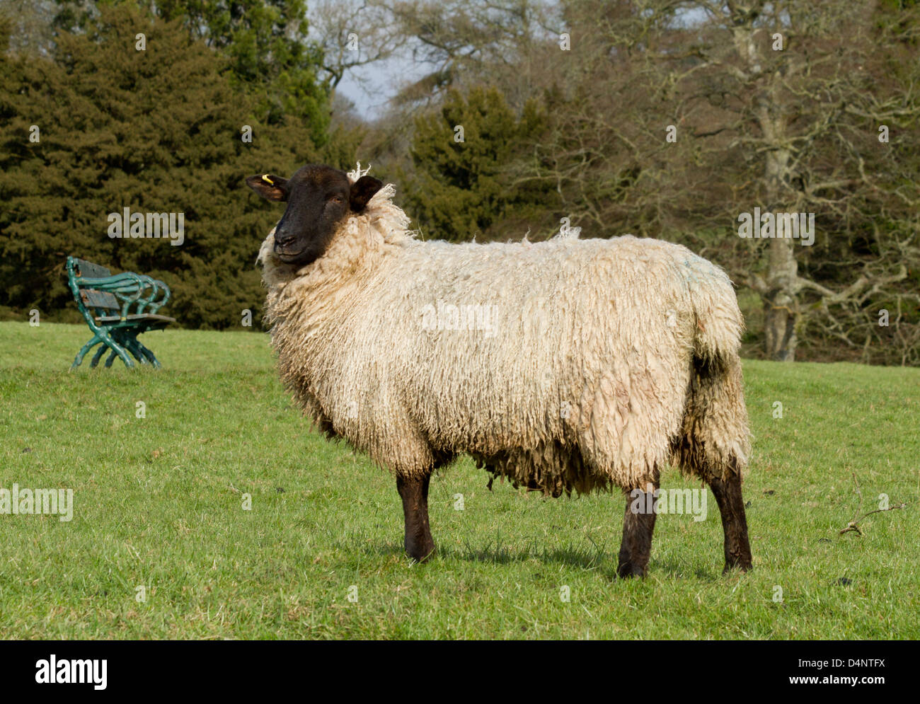 Pregnant ewe in a field Stock Photo Alamy