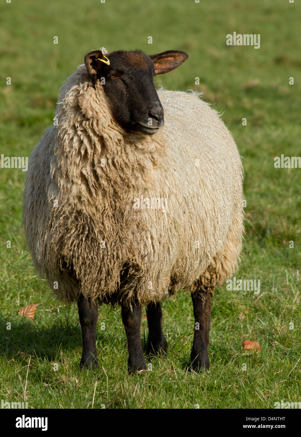 Pregnant sheep hi-res stock photography and images - Alamy