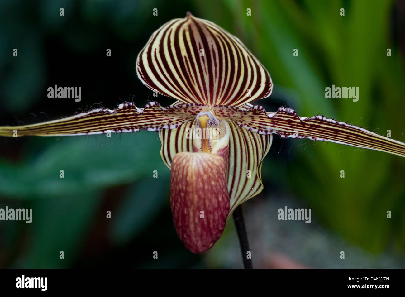 A Rothschild's slipper orchid Stock Photo