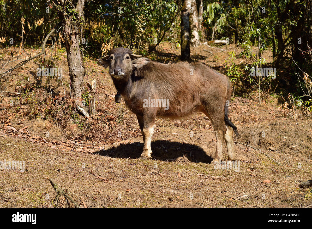 Young Water Buffalo High Resolution Stock Photography and Images - Alamy