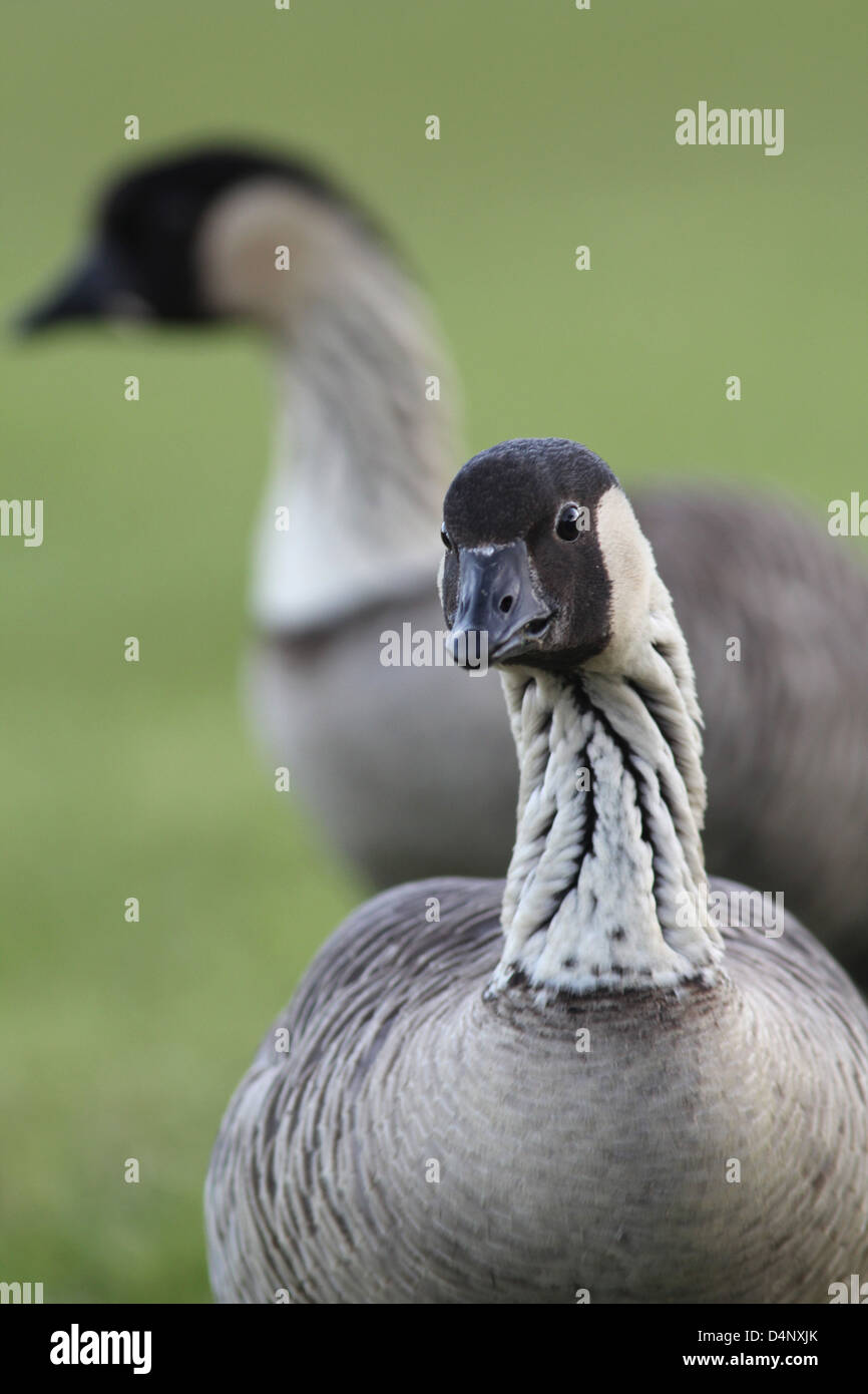 Nene goose endangered species Volcanoes National Park Hawaii Kilauea the big island bird game scratch leg band lawn grass Stock Photo