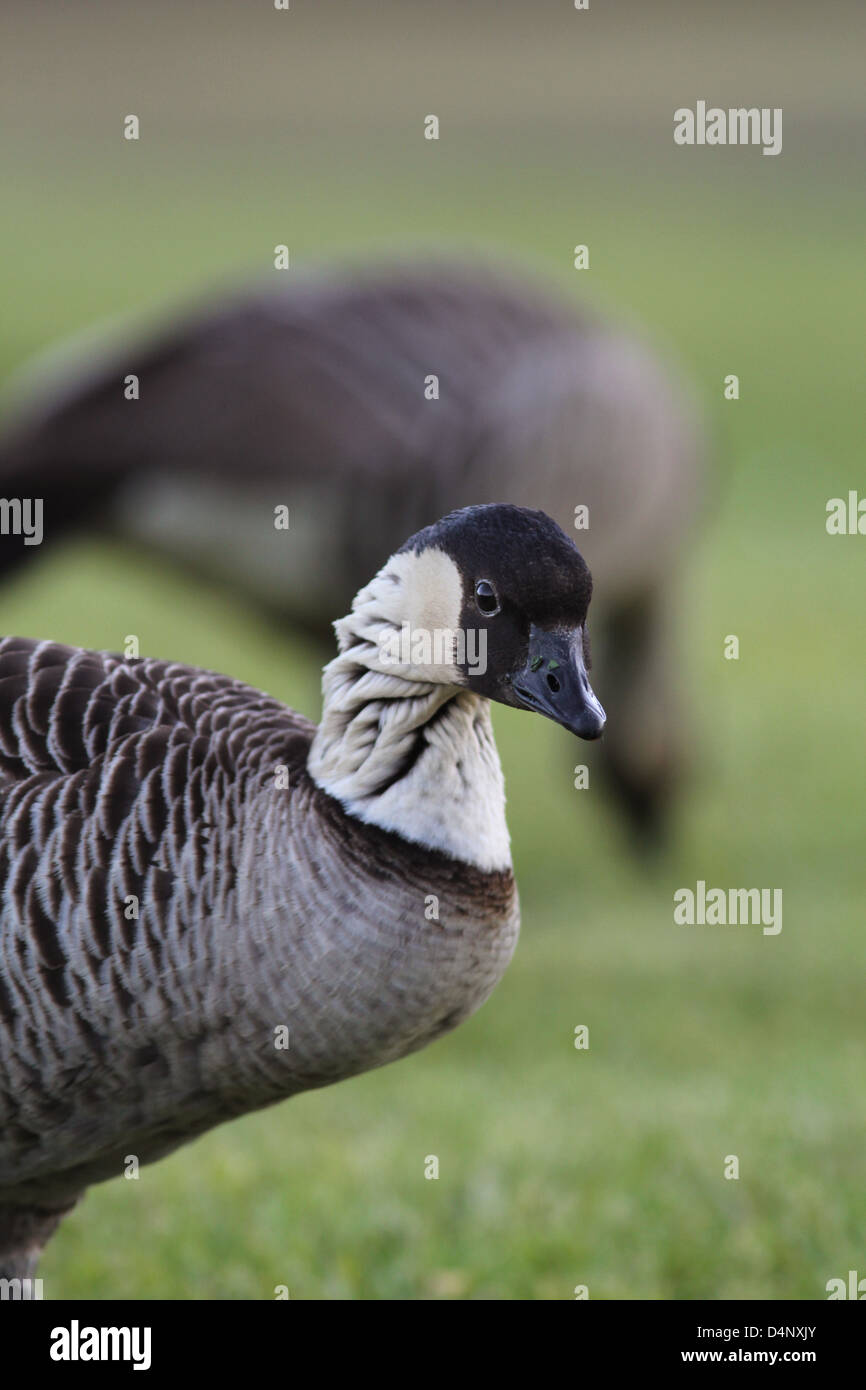 Nene goose endangered species Volcanoes National Park Hawaii Kilauea