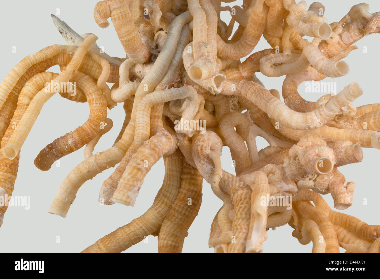 detail of some light brown serpulid worm tubes in light grey back Stock Photo