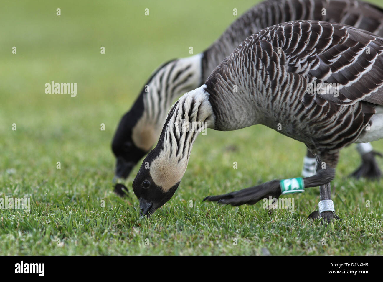 Nene goose endangered species Volcanoes National Park Hawaii Kilauea the big island bird game scratch leg band lawn grass Stock Photo