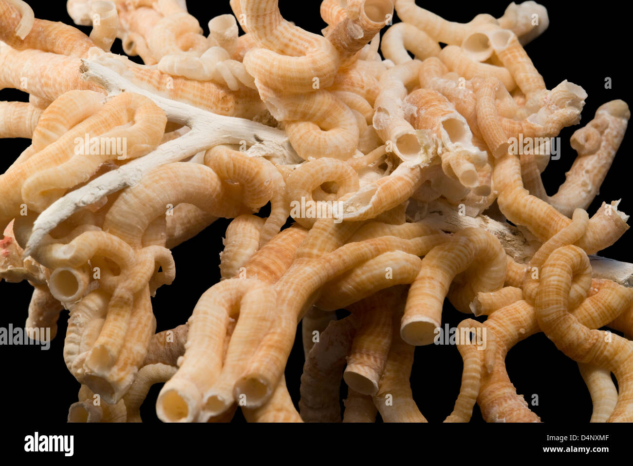 detail of some light brown serpulid worm tubes in black back Stock Photo
