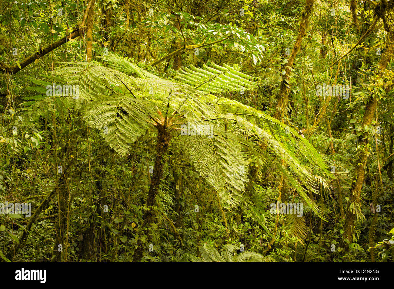 Lush green vegetation with fern tree in Costa Rican rainforest. Stock Photo