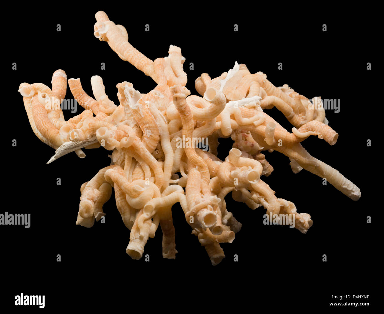 some light brown serpulid worm tubes in black back Stock Photo
