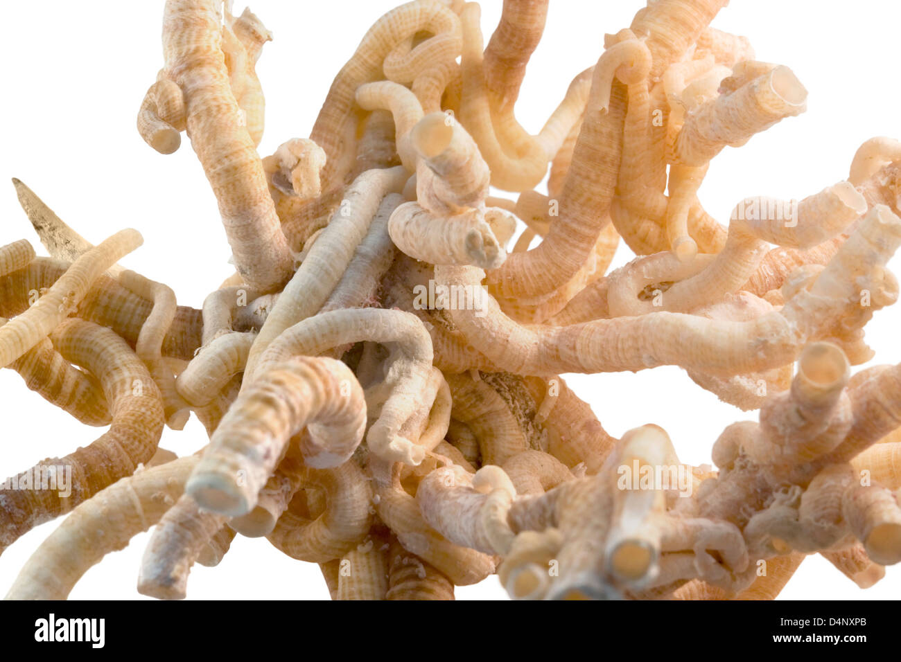 detail of some light brown serpulid worm tubes in white back Stock Photo