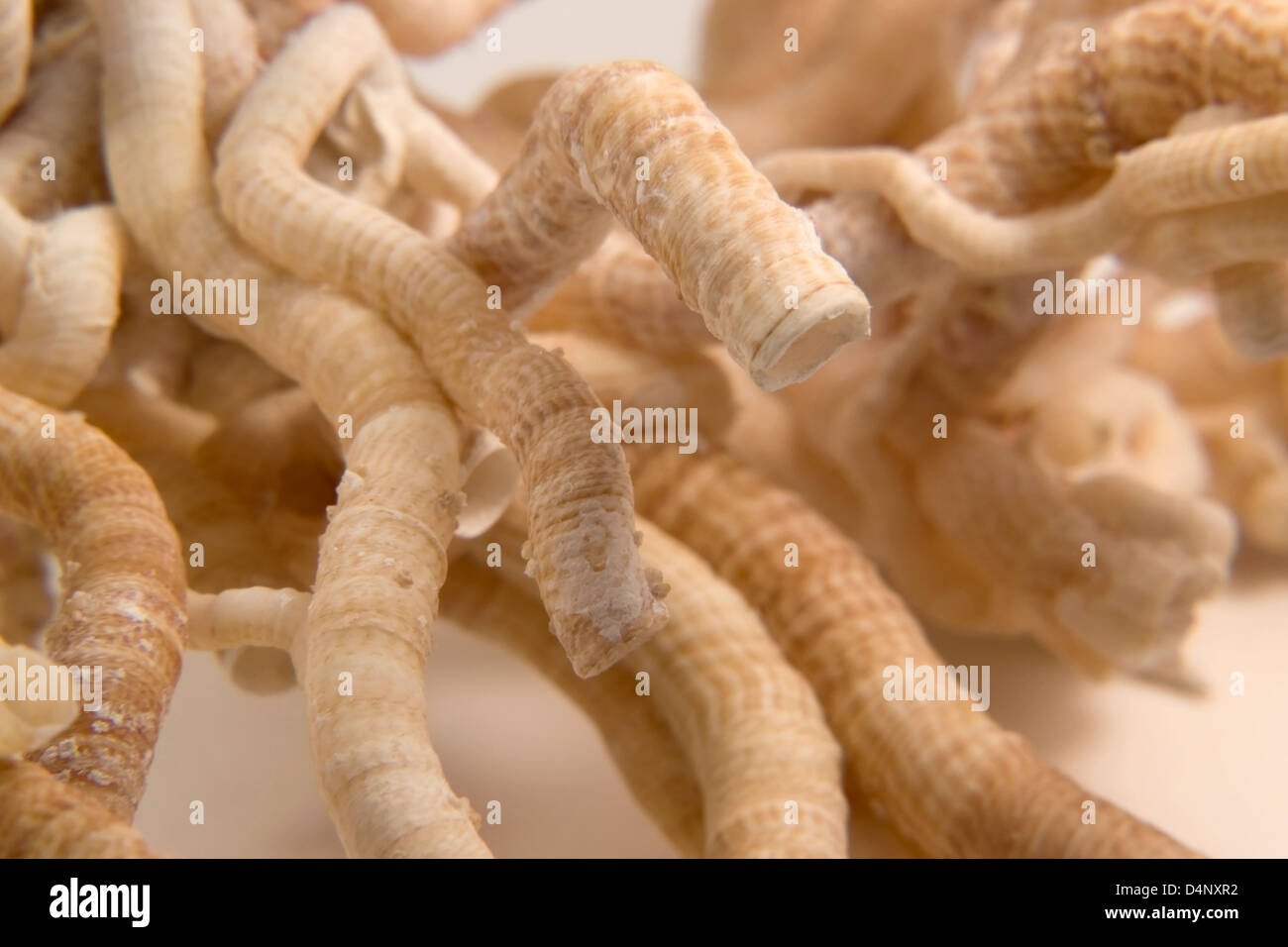 detail of some light brown serpulid worm tubes in light back Stock Photo