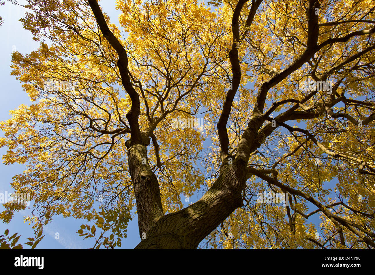 Canopy of autumn leaves hi-res stock photography and images - Alamy