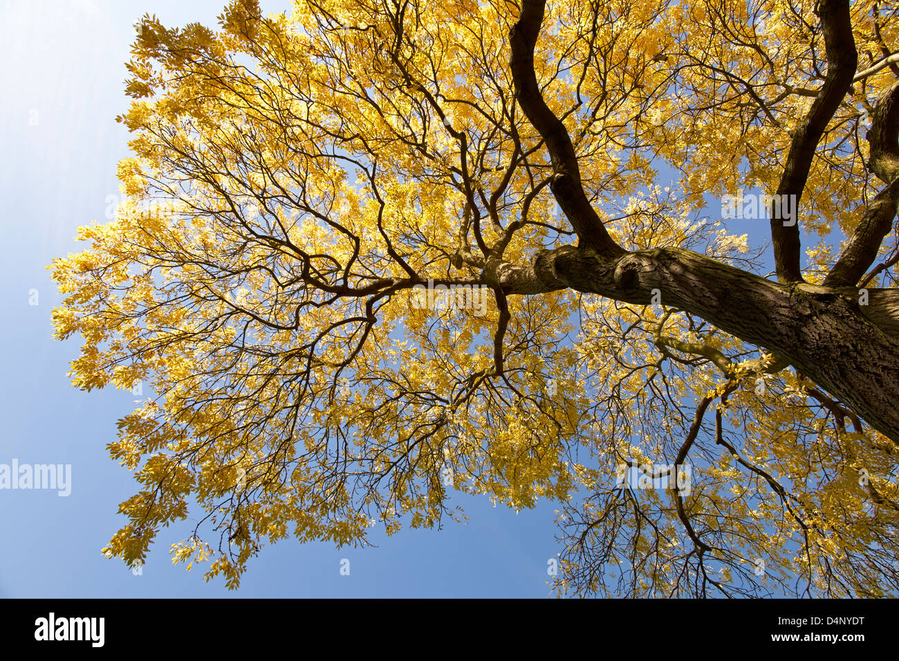 A tree canopy of autumn leaves hi-res stock photography and images - Alamy