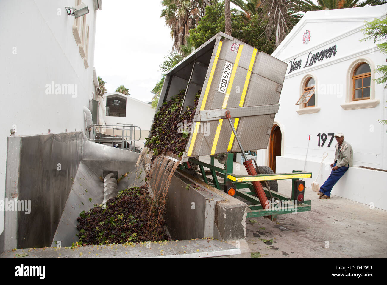 Red Muscat grapes arriving at Van Loveran cellars.Robertson wine region