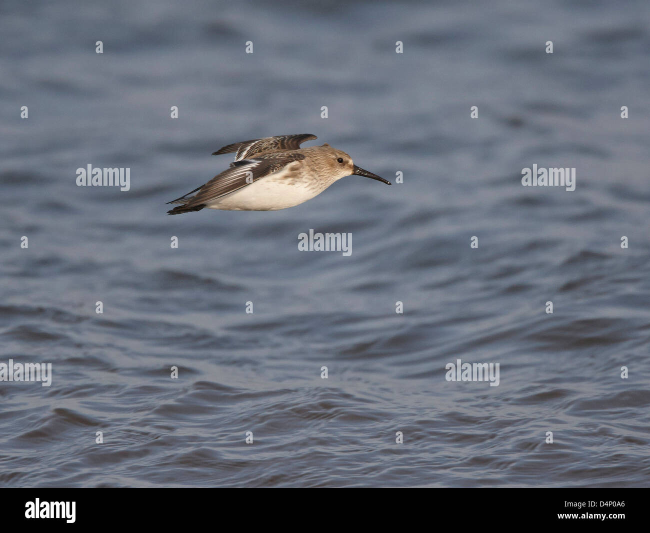Dunlin in flight hi-res stock photography and images - Alamy
