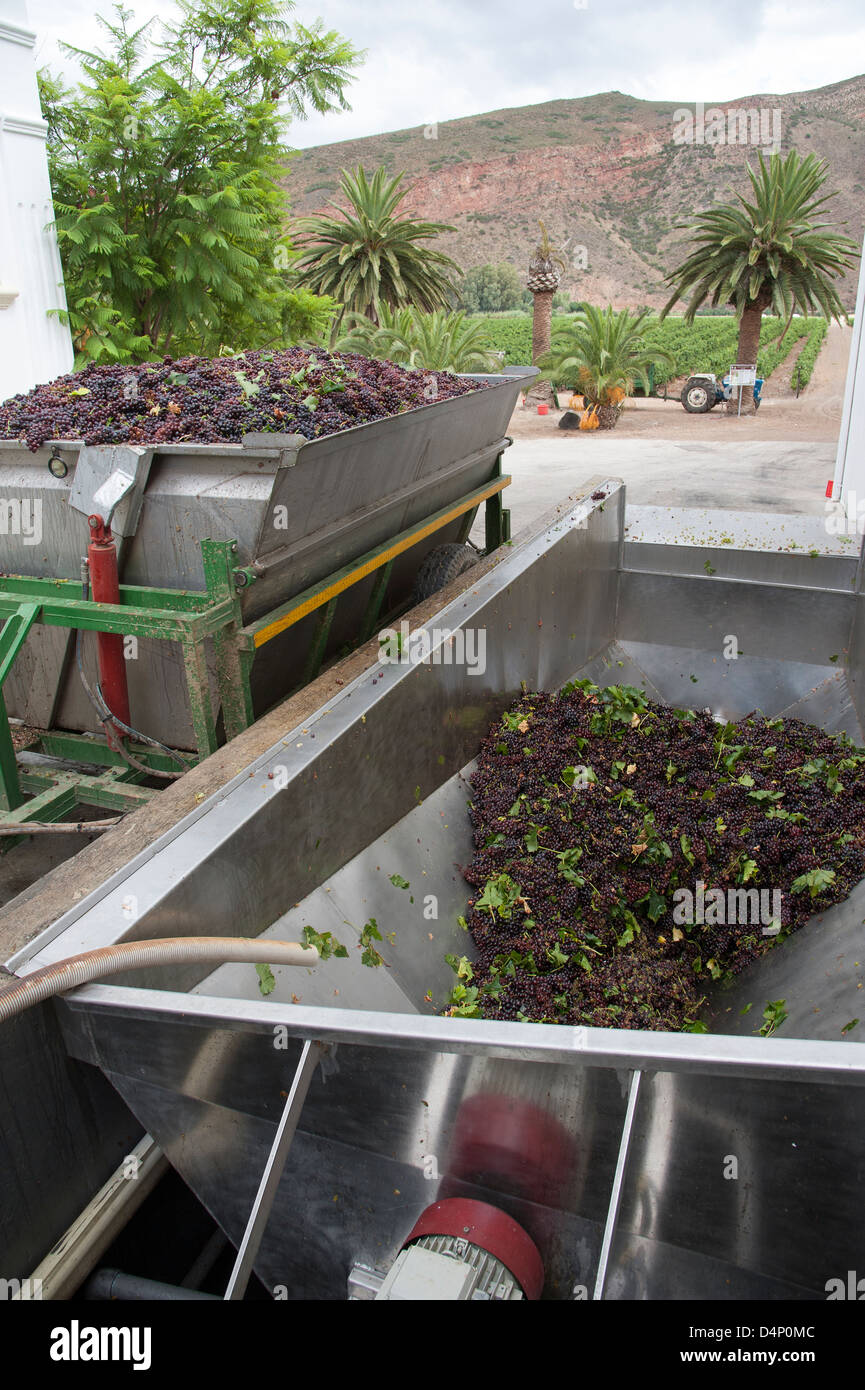 Red Muscat grapes arriving at Van Loveran cellars.Robertson wine region