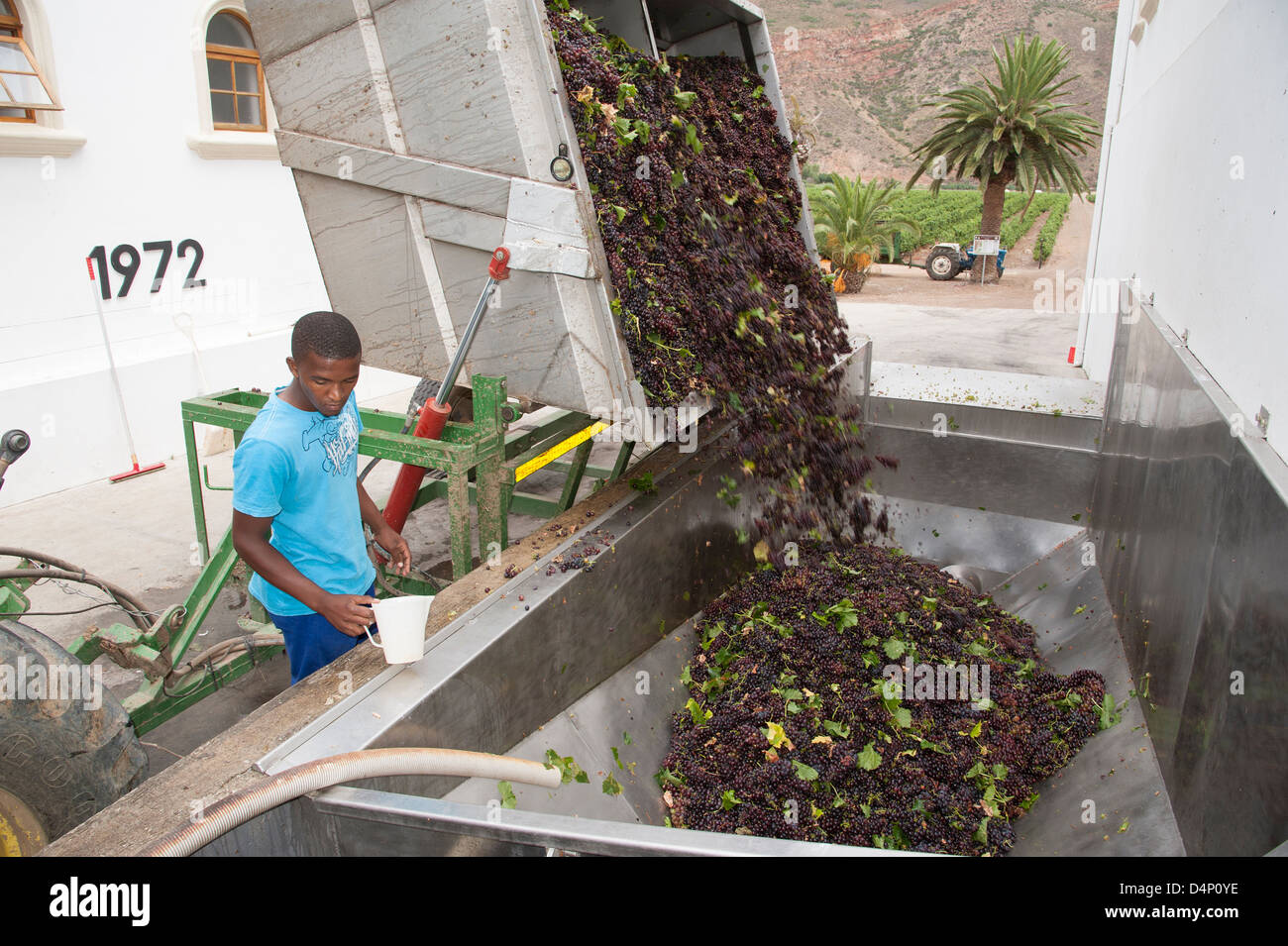 Red Muscat grapes arriving at Van Loveran cellars.Robertson wine region