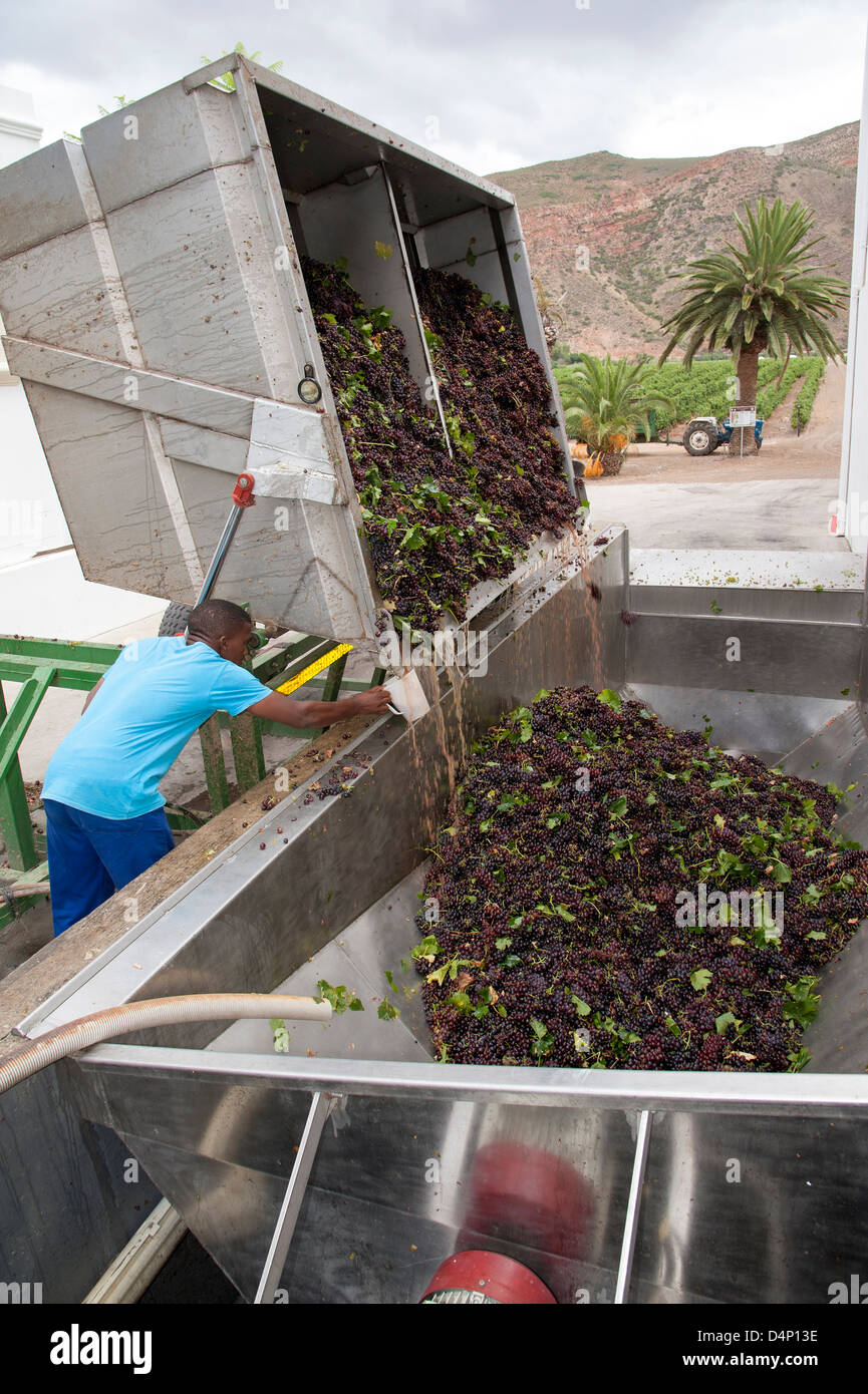 Red Muscat grapes arriving at Van Loveran cellars.Robertson wine region