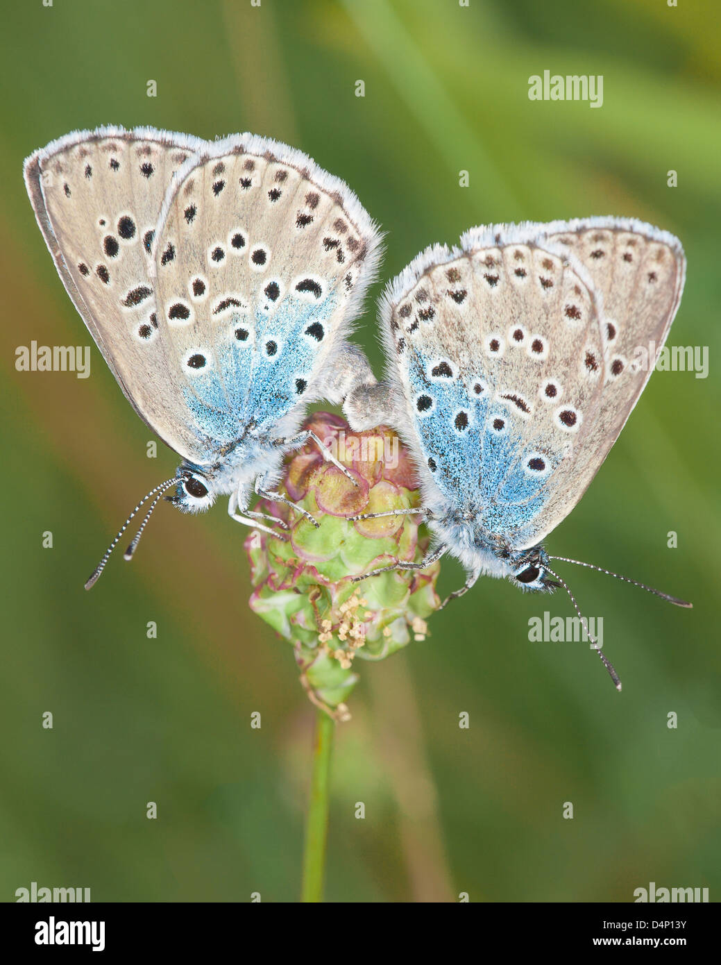 Large Blue butterflies (Maculinea arion) mating on wild thyme. Stock Photo