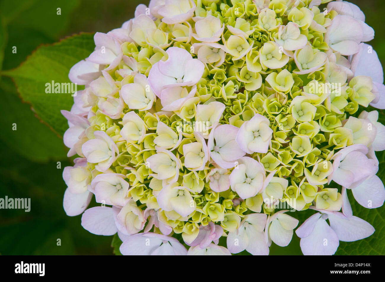 Hydrangea flowers, close view. Stock Photo