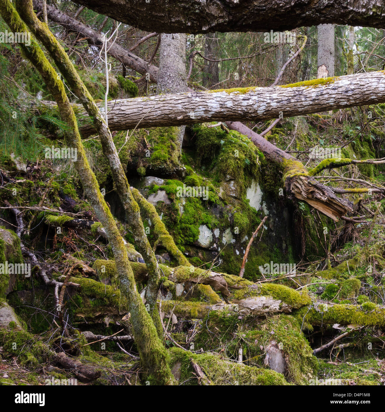 Moss covered tree limbs, Halleberg, Sweden, Europe Stock Photo