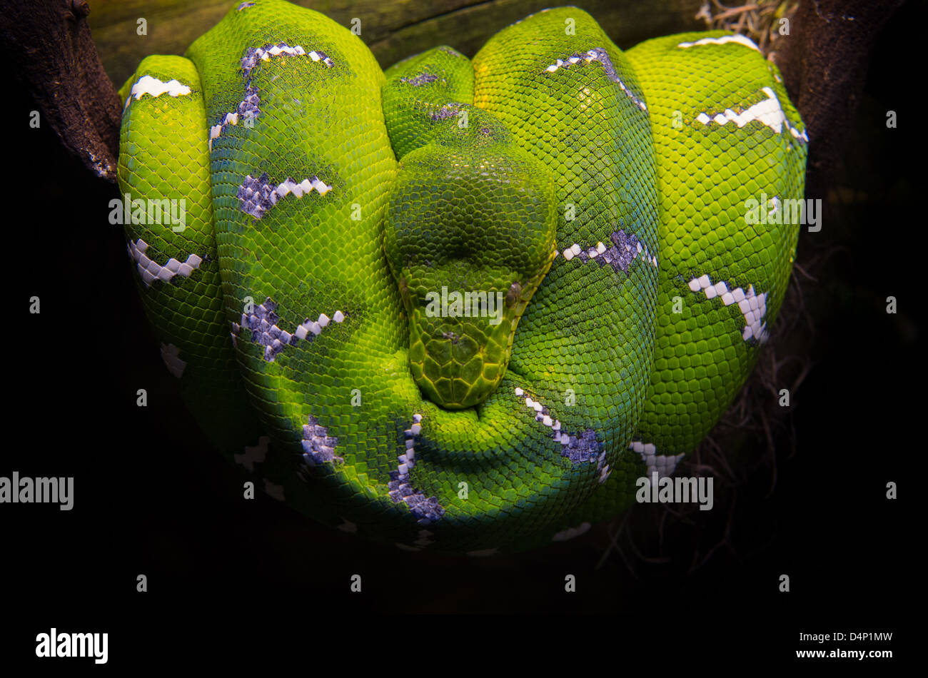 Green Tree Python Stock Photo - Alamy