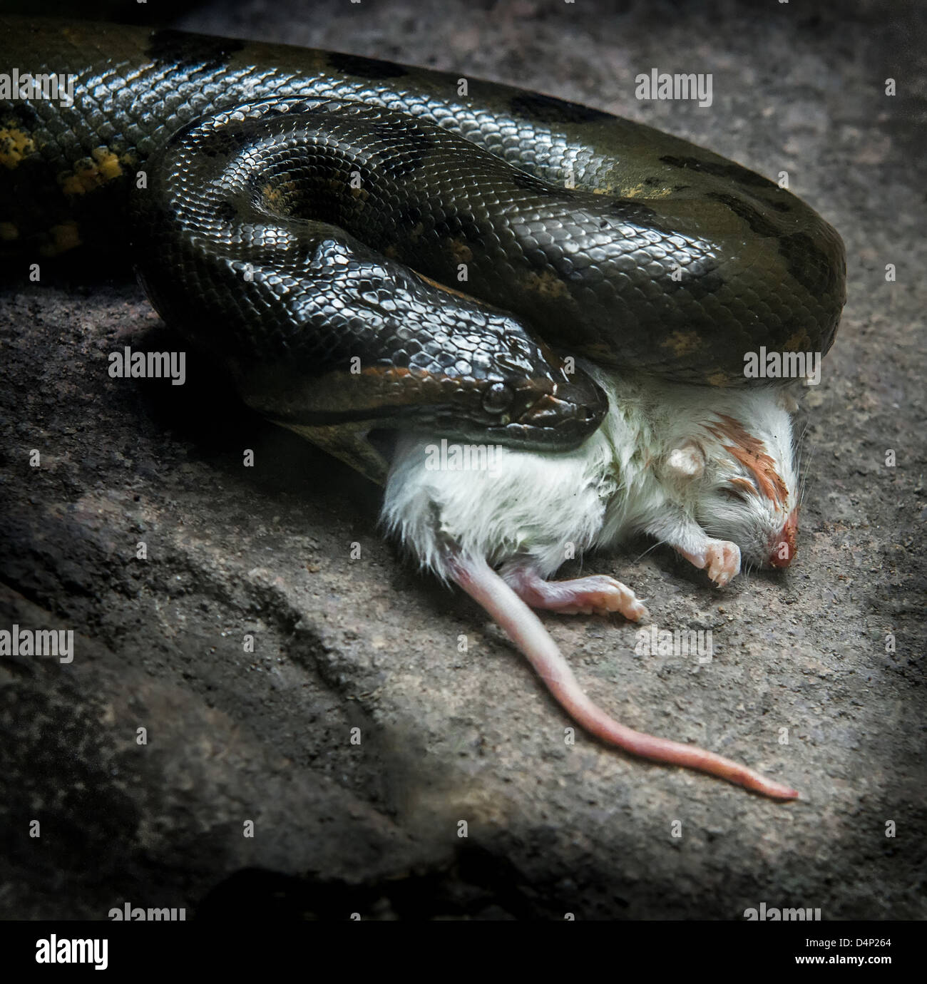 snake eating live mouse