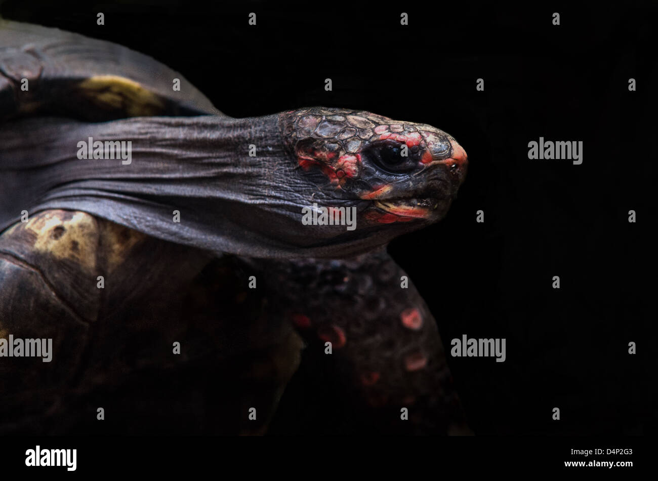 Turtle macro hi-res stock photography and images - Alamy