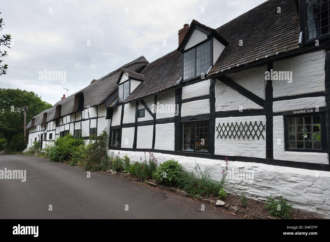 Typically British well maintained homes thatched straw terraced cottages with whitewash rendered walls between oak frame Stock Photo