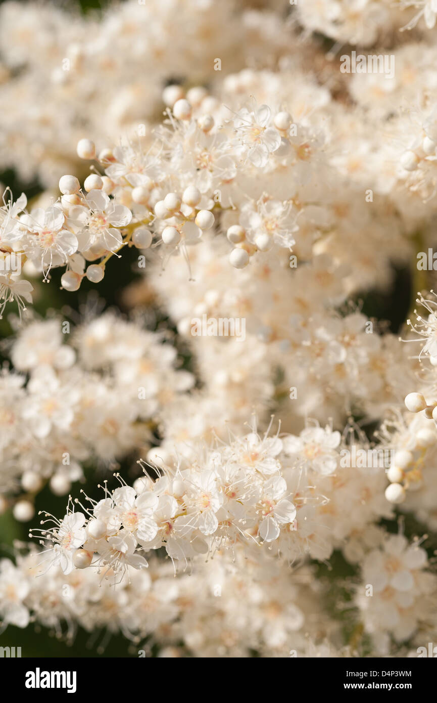 Billowy white sprays blossom blooms very fine delicate cluster flowers Sorbaria sorbifolia False Spiraea Stock Photo