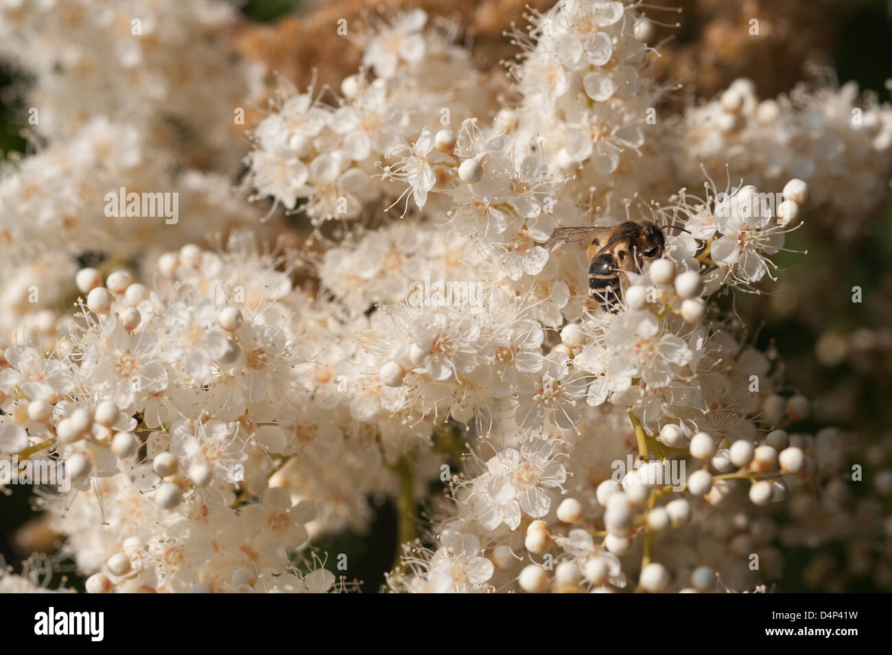 Billowy white sprays blossom blooms very fine delicate cluster flowers Sorbaria sorbifolia False Spiraea Stock Photo