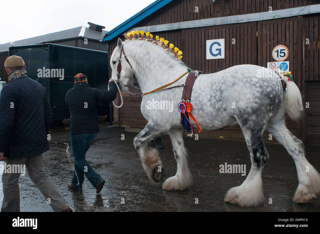 gray shire horse