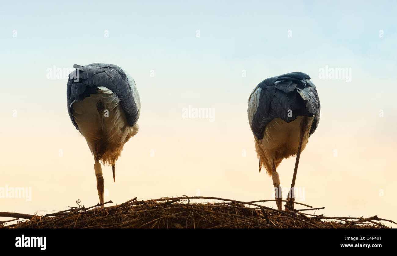 Back view of two storks . Stork and Otter protection centre. Hunawihr ...