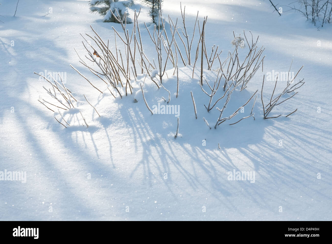 funny hedgehog from snowdrift and bush twigs Stock Photo