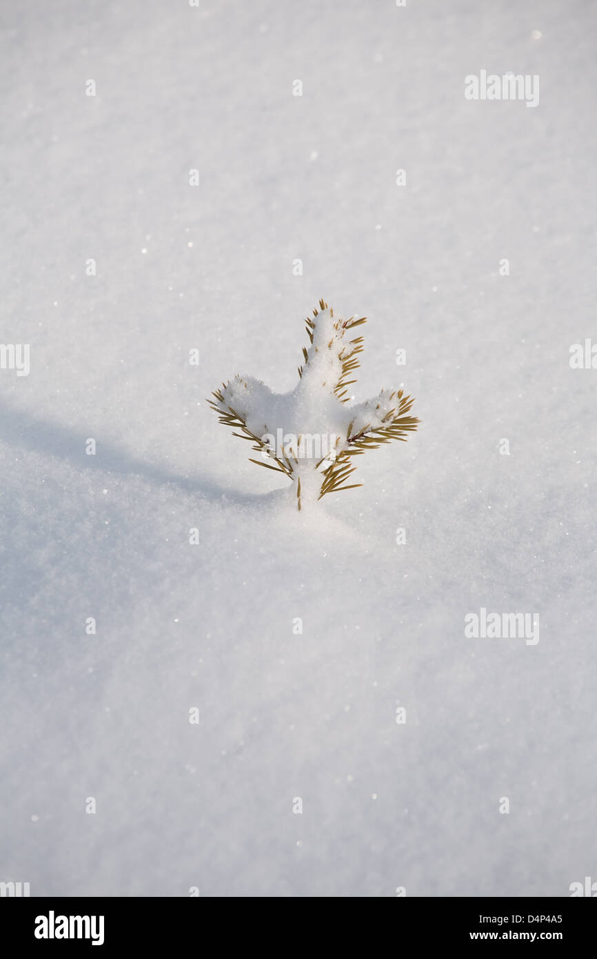 top of small fir tree sticking up from soft snow surface Stock Photo