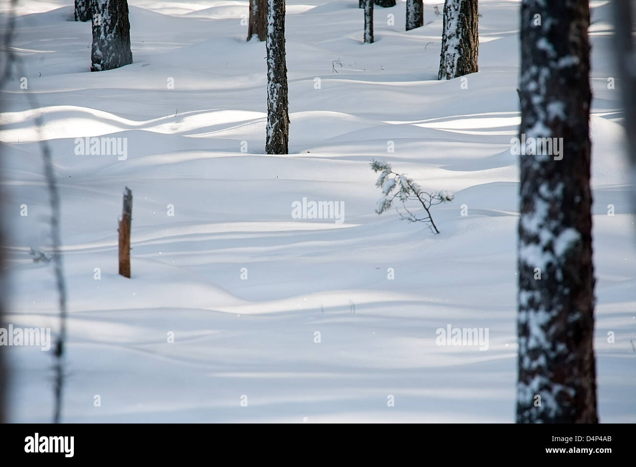 pattern of light and shadow on snow surface in winter forest Stock Photo