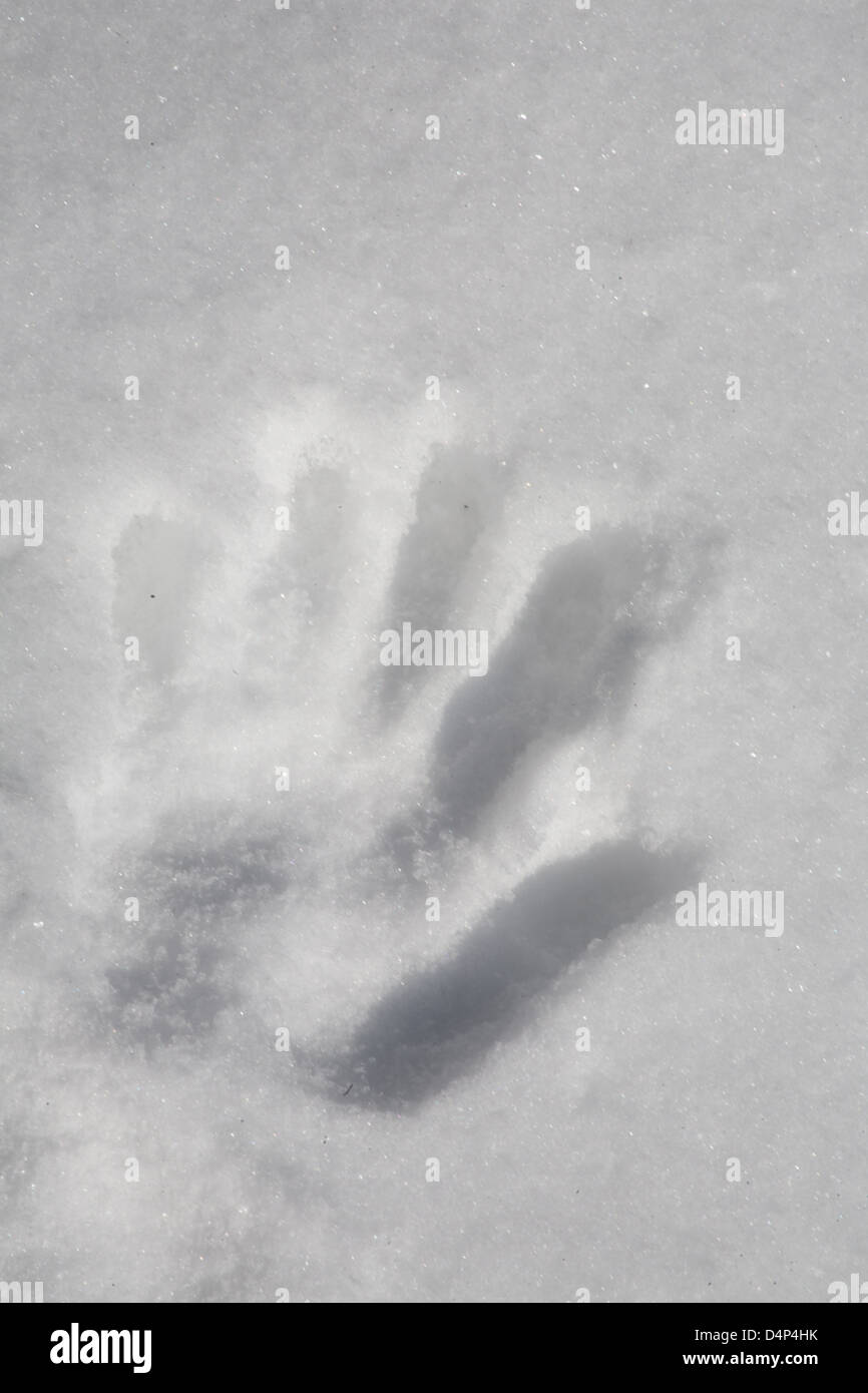 imprint of human palm in white soft snow closeup Stock Photo