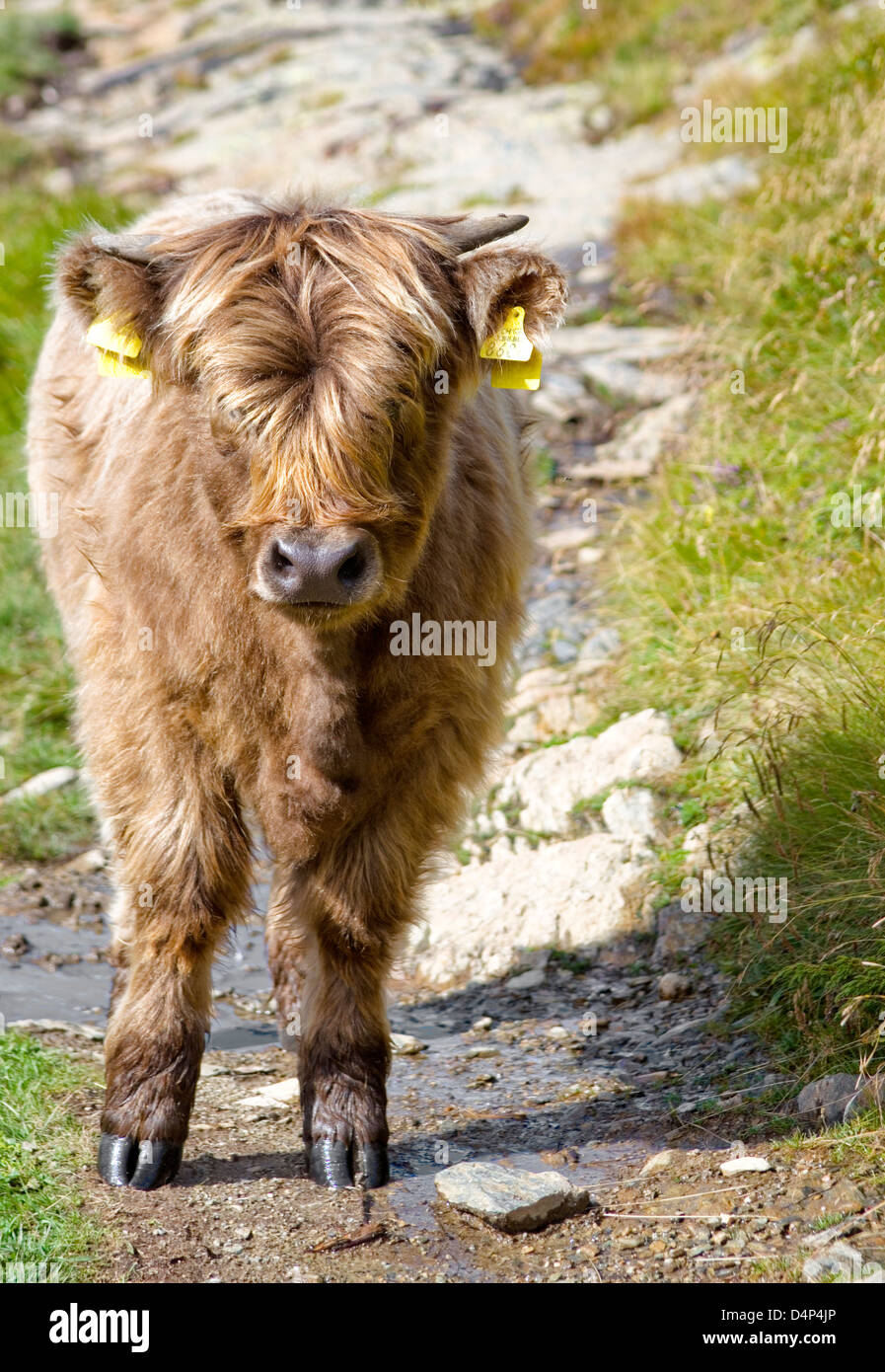 Young Scottish Highland Cow, Grisons, Switzerland Stock Photo