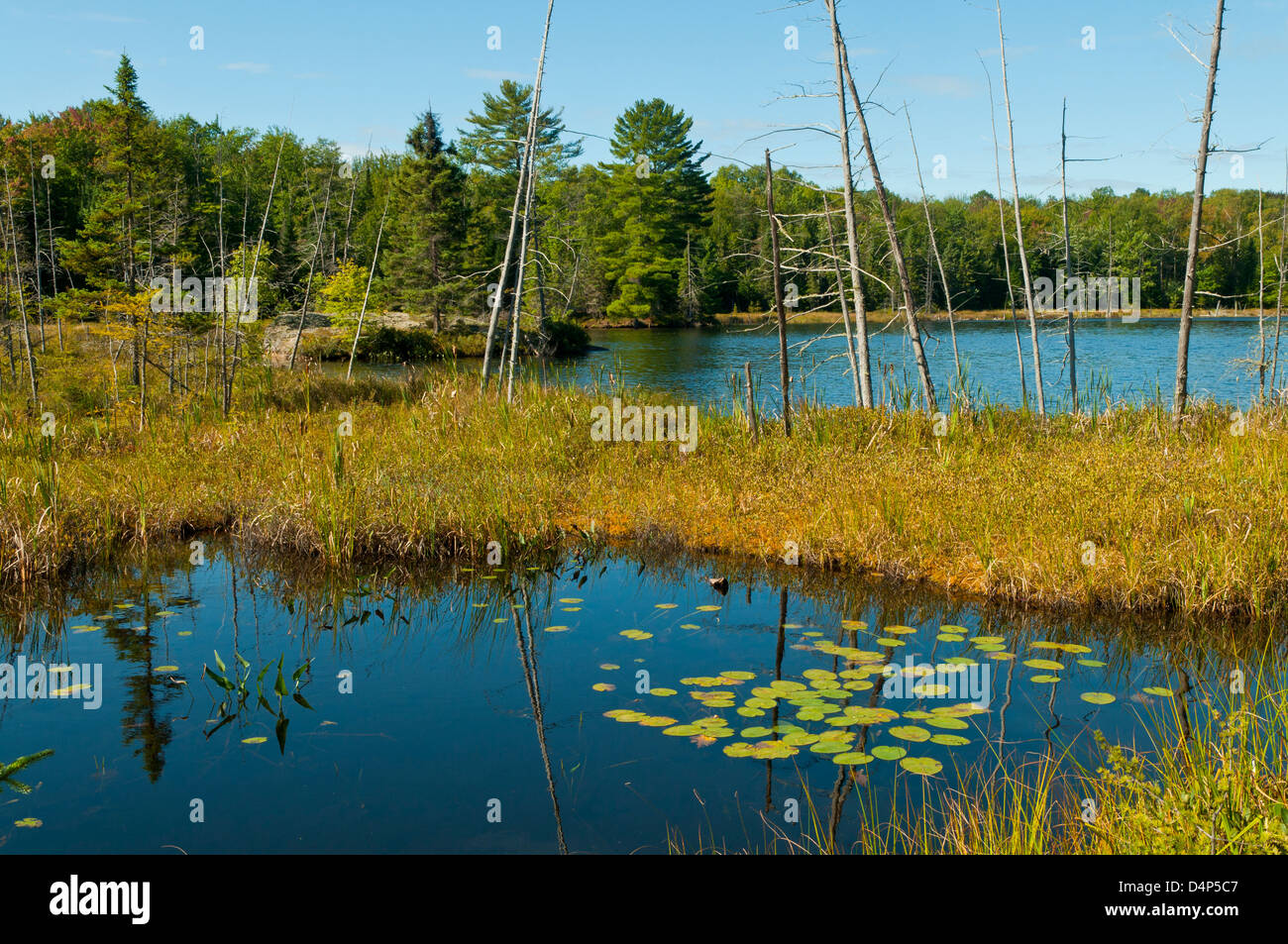 Lake in Algonquin Park, Ontario, Canada Stock Photo