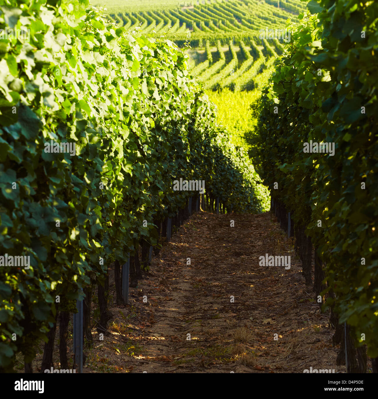 Vineyards in Rorschwihr. Alsace Wine Route. HautRhin. Alsace. France