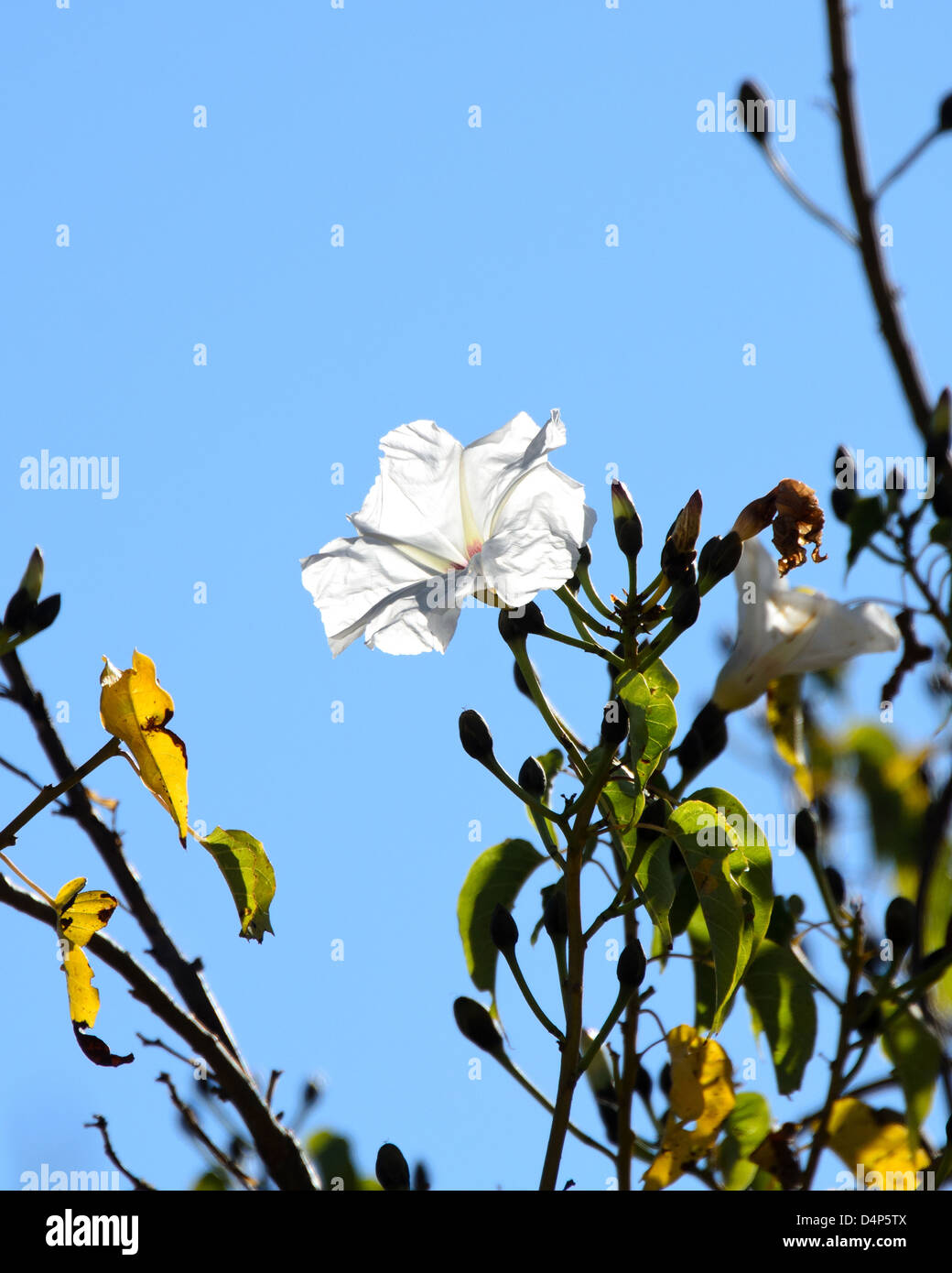 The white flower of a casahuate tree is backlit against a clear blue sky at Monte Alban, Oaxaca, Mexico. Stock Photo