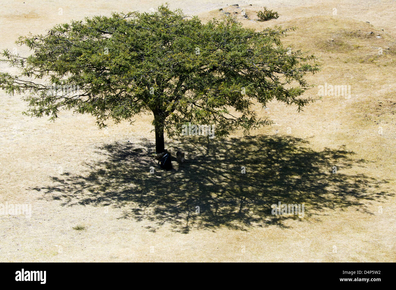 A guaje tree casts a lacy shadow on the Gran Plaza of Monte Alban, Oaxaca, Mexico. Stock Photo