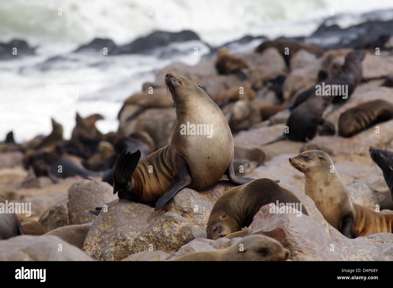 Cape Cross Seal Reserve Stock Photo