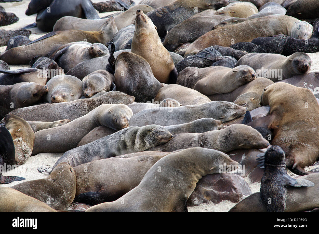 Crowded: Cape Cross Seal Reserve Stock Photo