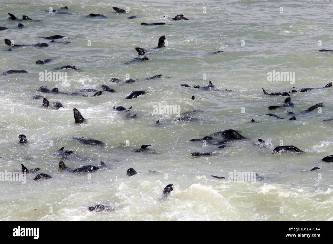 Swimmers: Cape Cross Seal Reserve Stock Photo