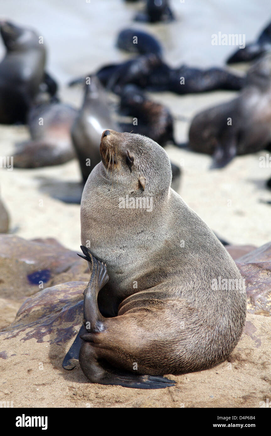 Seal basking in the sun: Cape Cross Seal Reserve Stock Photo