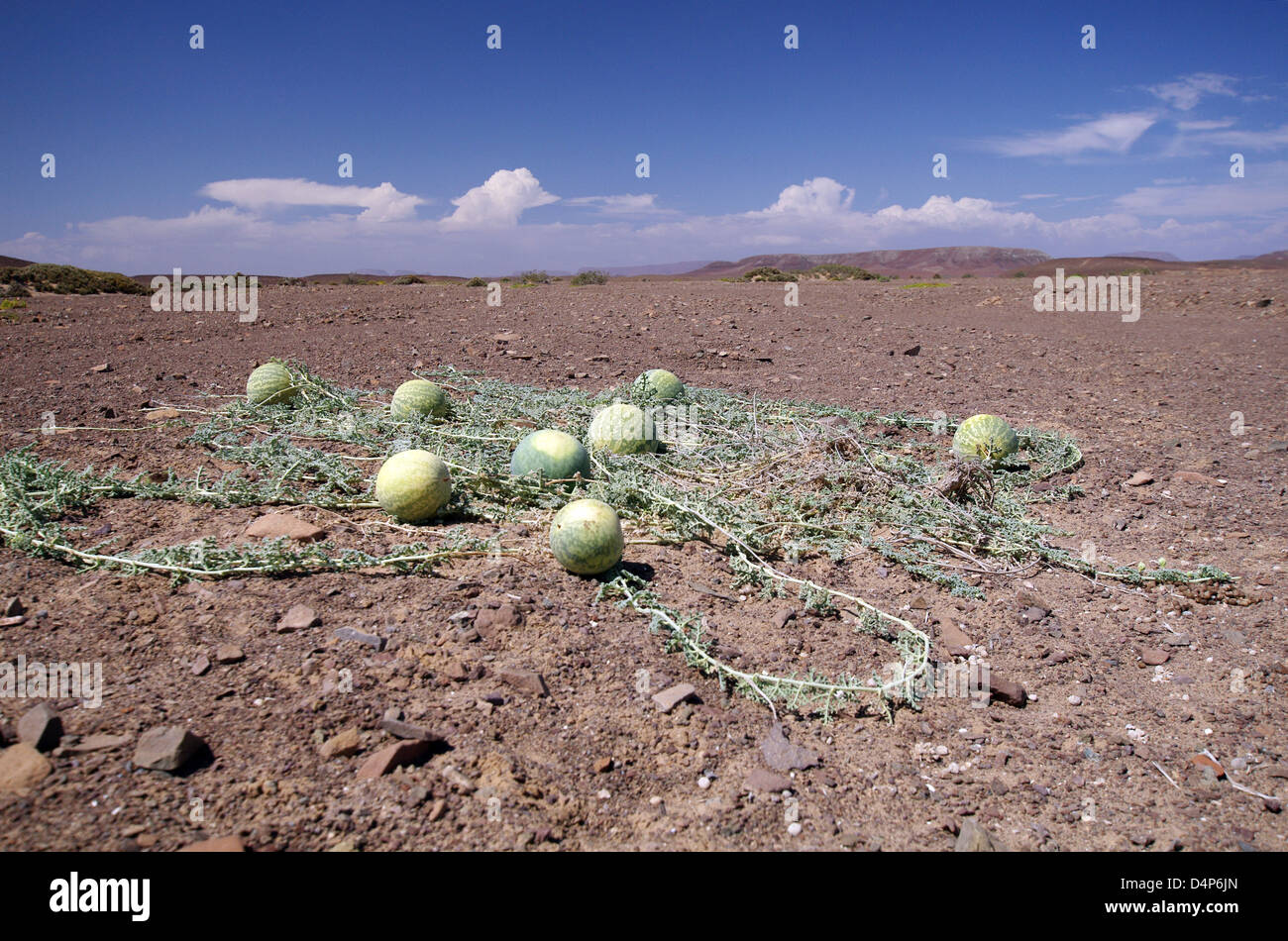 Desert Melons Stock Photos & Desert Melons Stock Images Alamy