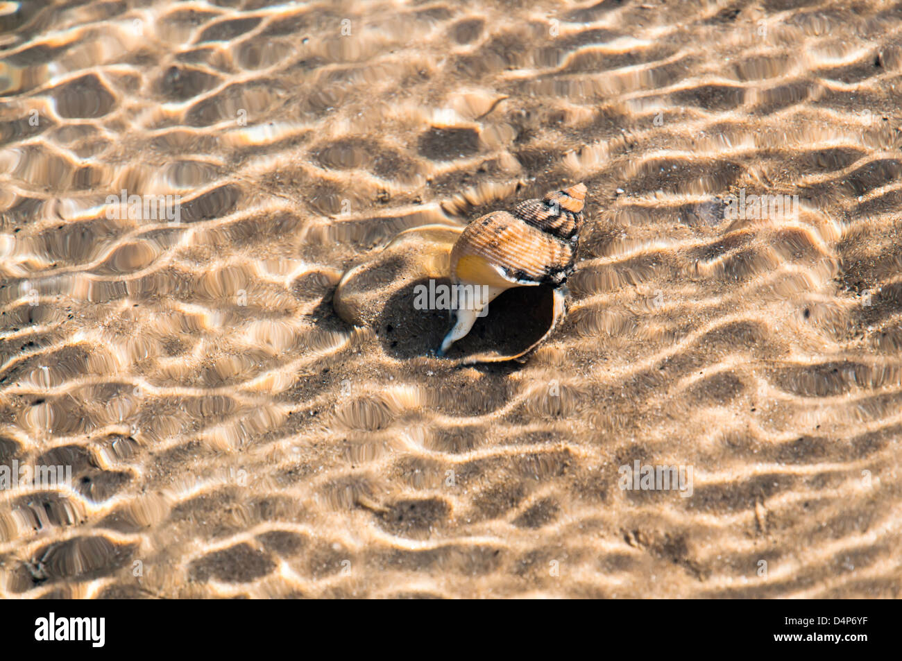 Shell in a rippling pool Stock Photo