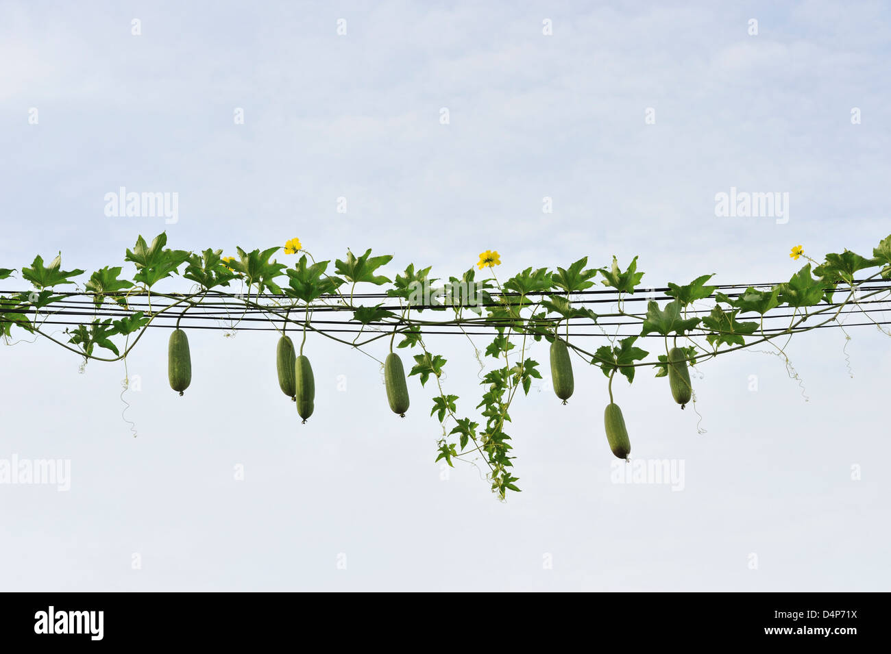 Zucchini plant hanging hires stock photography and images Alamy