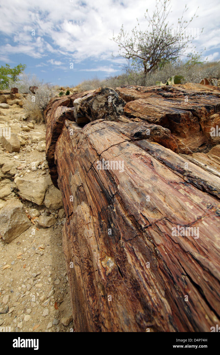 Petrified Forest, Namibia Stock Photo