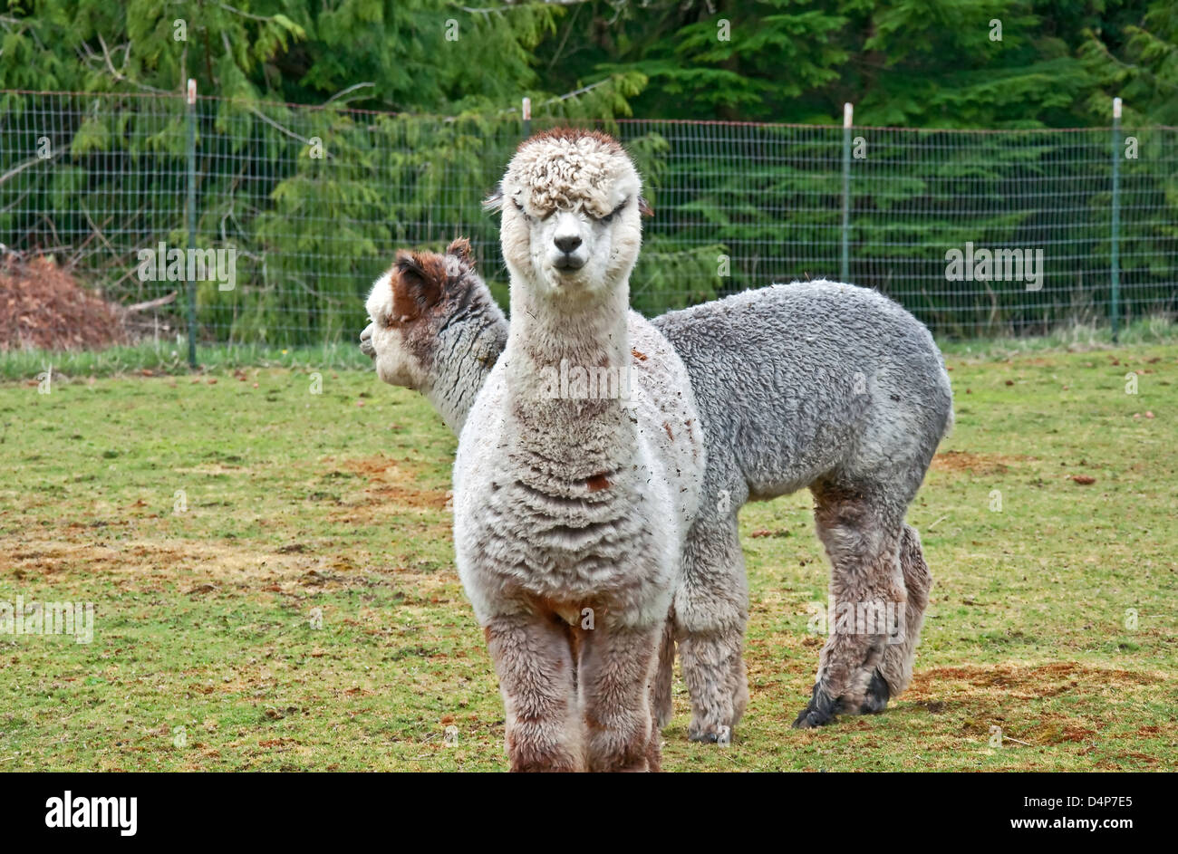 Huacaya alpacas in a rural setting. One is facing the camera straight on, with ears back, clearly unhappy. Stock Photo